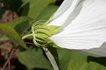 Swamp rosemallow